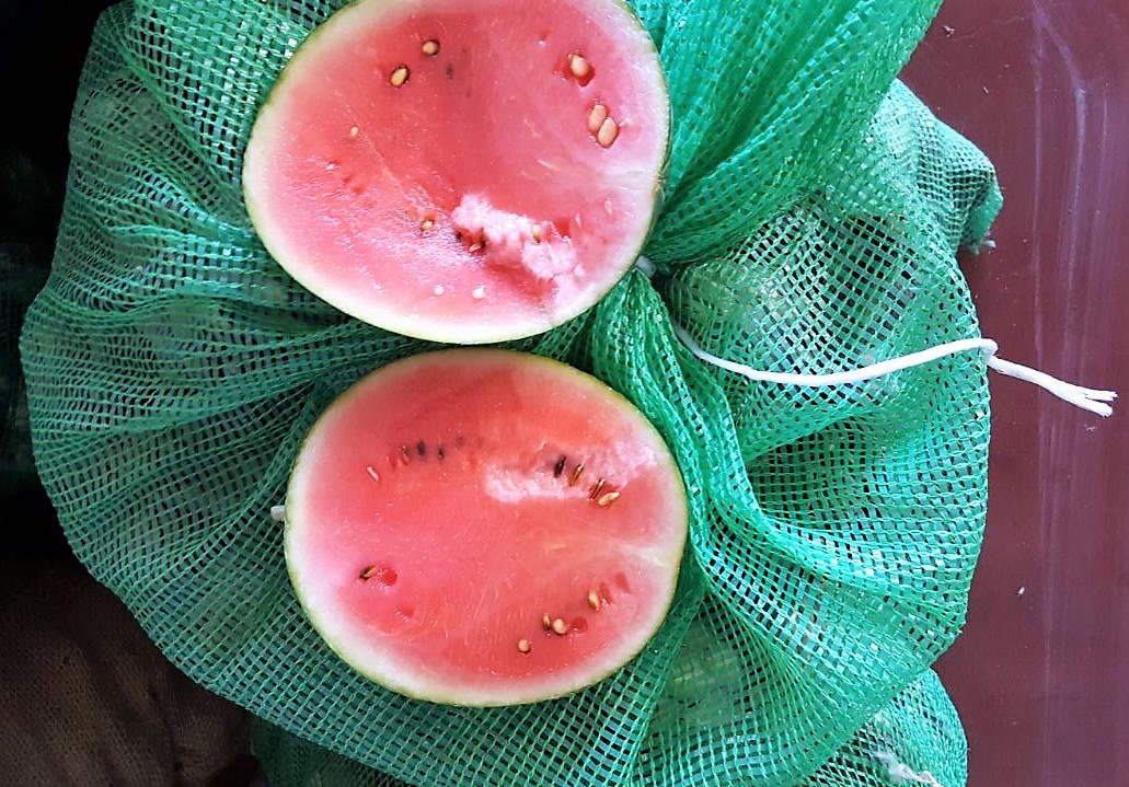Crimson Sweet watermelons - Sicily