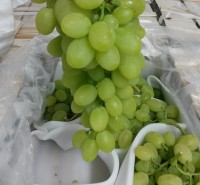 Victoria grapes