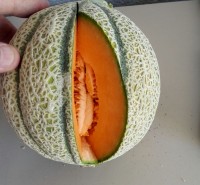 Cantaloupe melon