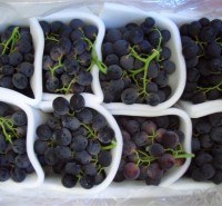 Palieri grapes