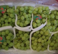 Victoria grapes