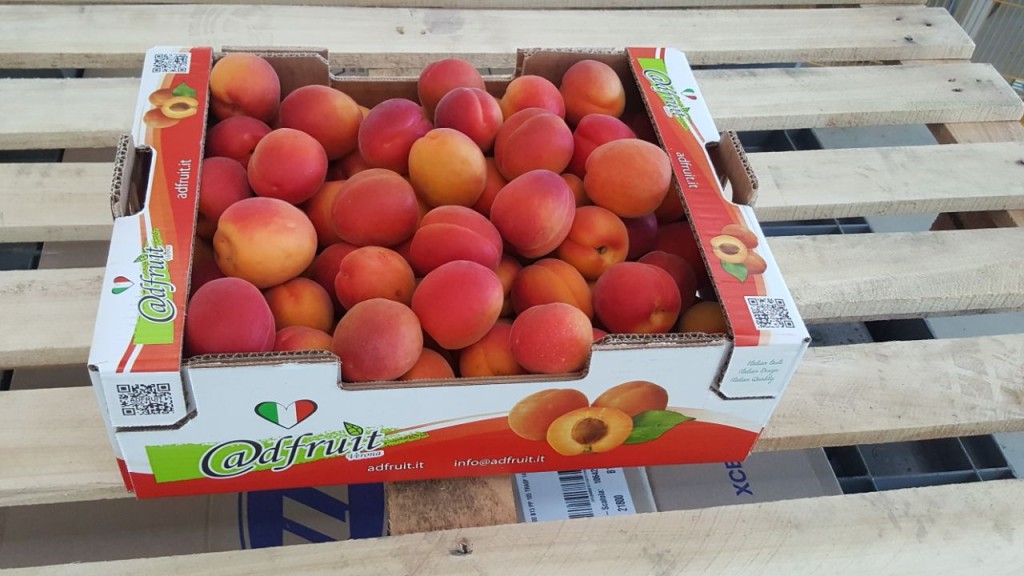 Pricia apricots in 5Kg loose