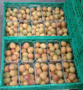 Apricots