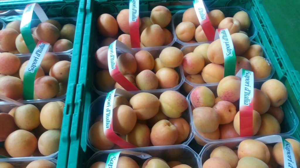 Ninfa apricots in 1Kg punnet