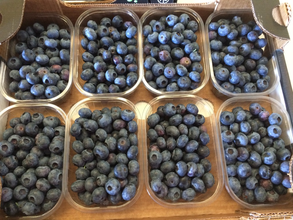 Duke blueberries