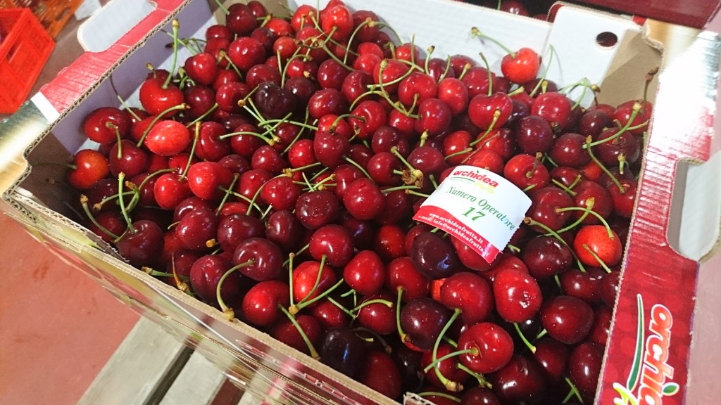 5Kg loose Ferrovia cherries