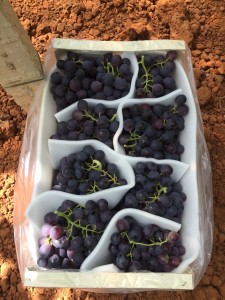 Palieri grapes