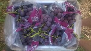 Red Globe grapes