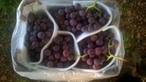 Red Globe grapes