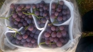 Red Globe grapes