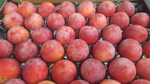 Red plums