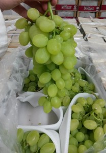 Victoria grapes