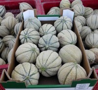 Cantaloupe melons