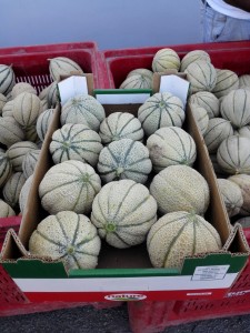 Cantaloupe melons