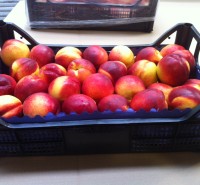 Nectarines