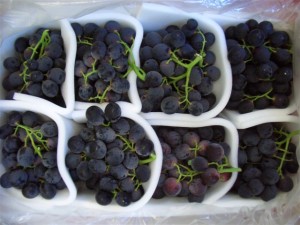 Palieri grapes