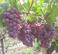 Red Globe grapes