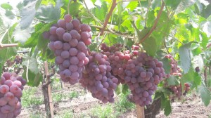 Red Globe grapes