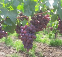 Red Globe grapes