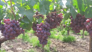 Red Globe grapes