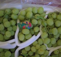 Victoria grapes