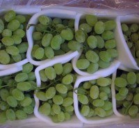 Victoria grapes