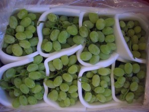 Victoria grapes