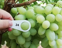 grappolo-uva-bianca-calibro-foto-ThoDra